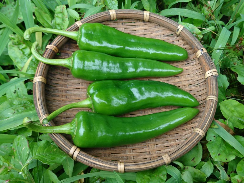 主な取り扱い商品 ワヒージョ 緑果 100g 世界の唐辛子屋peppers Jp