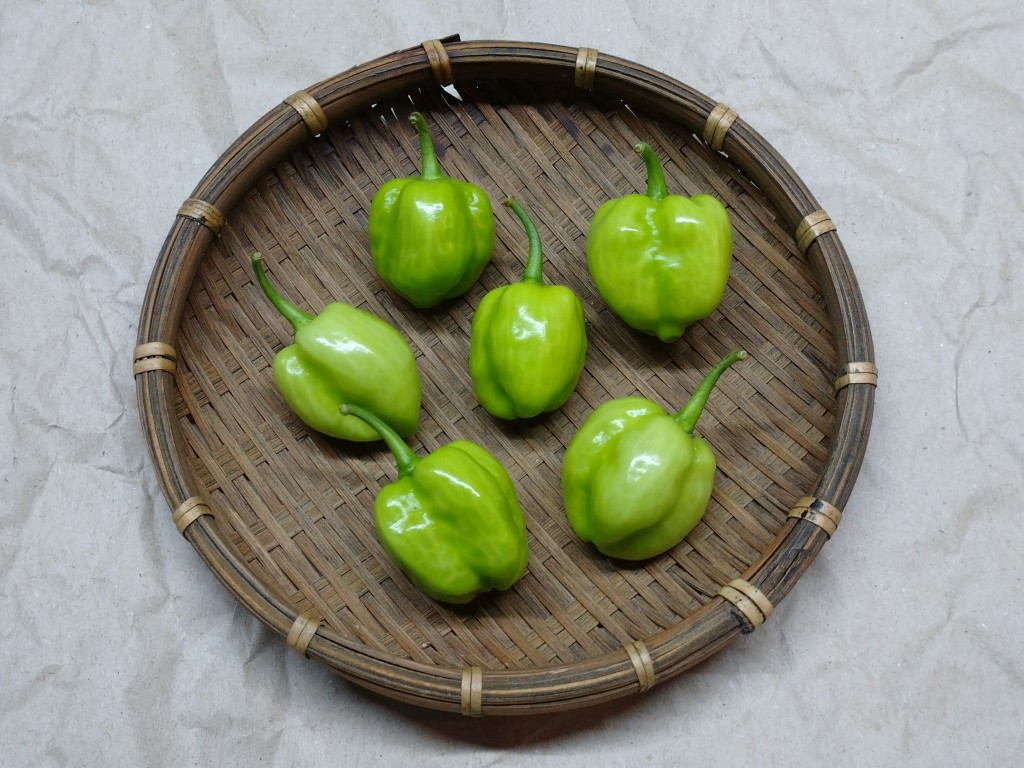 主な取り扱い商品 ハバネロ 緑果 50g 世界の唐辛子屋peppers Jp